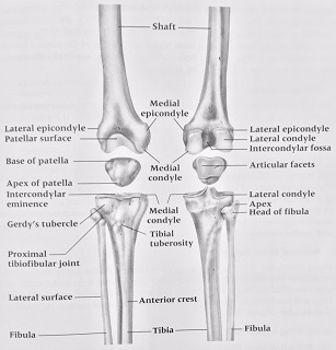 Knee Pain and Common Knee Injuries