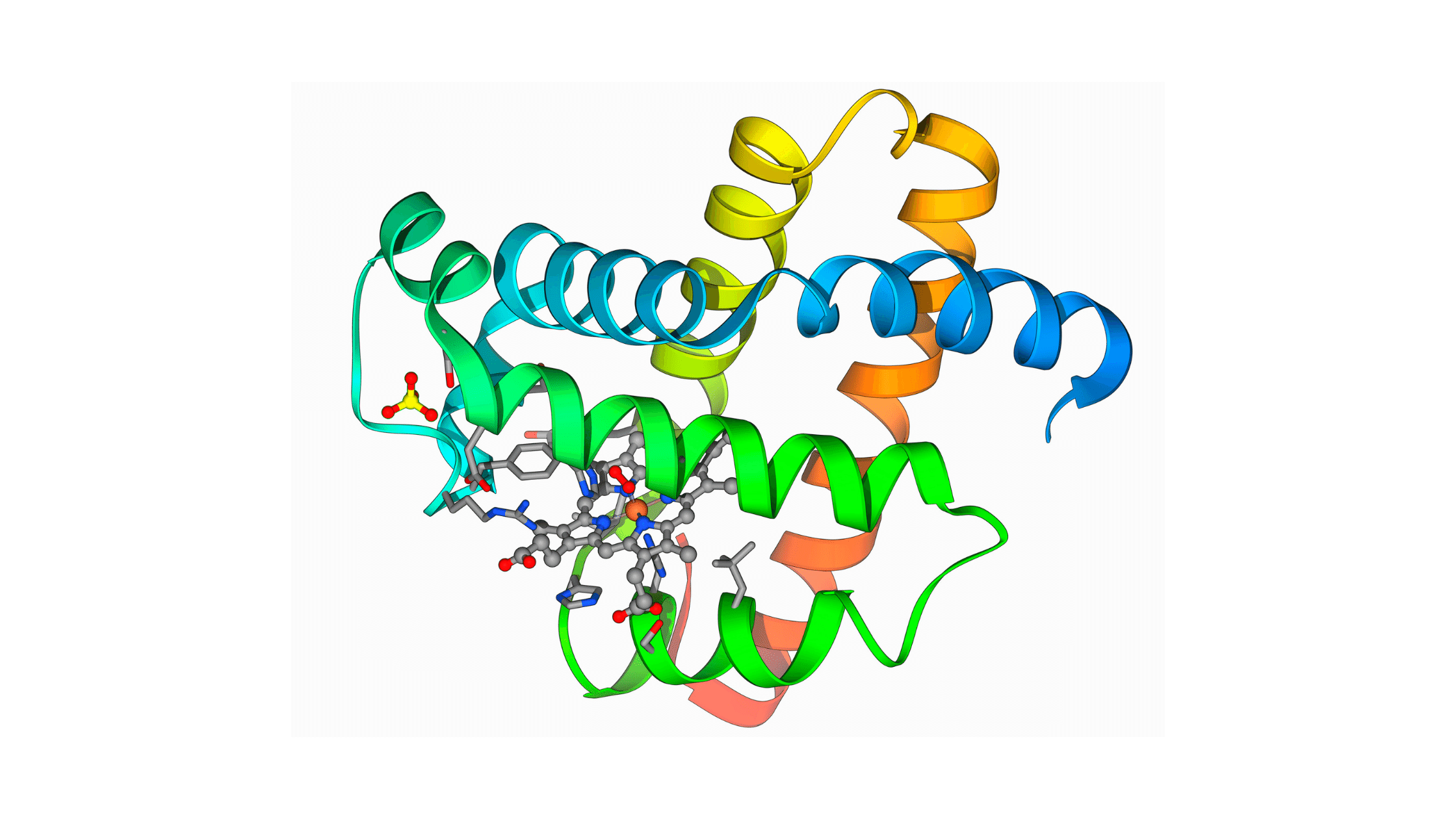 Long Distance Running Myoglobin